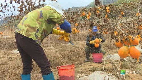 金 瓜蒌结出 扶贫果