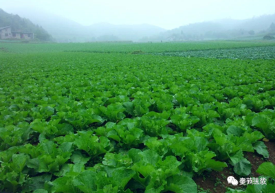 (专报)重庆奉节:着力打造特色产业小镇 走稳乡村振兴“最先一公里”