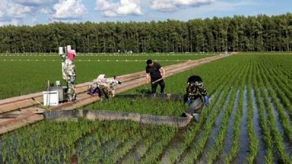 八五九分公司科技示范立体种植